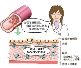 血管内皮.jpg